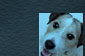 rollover button for a photograph of a very cute little dog